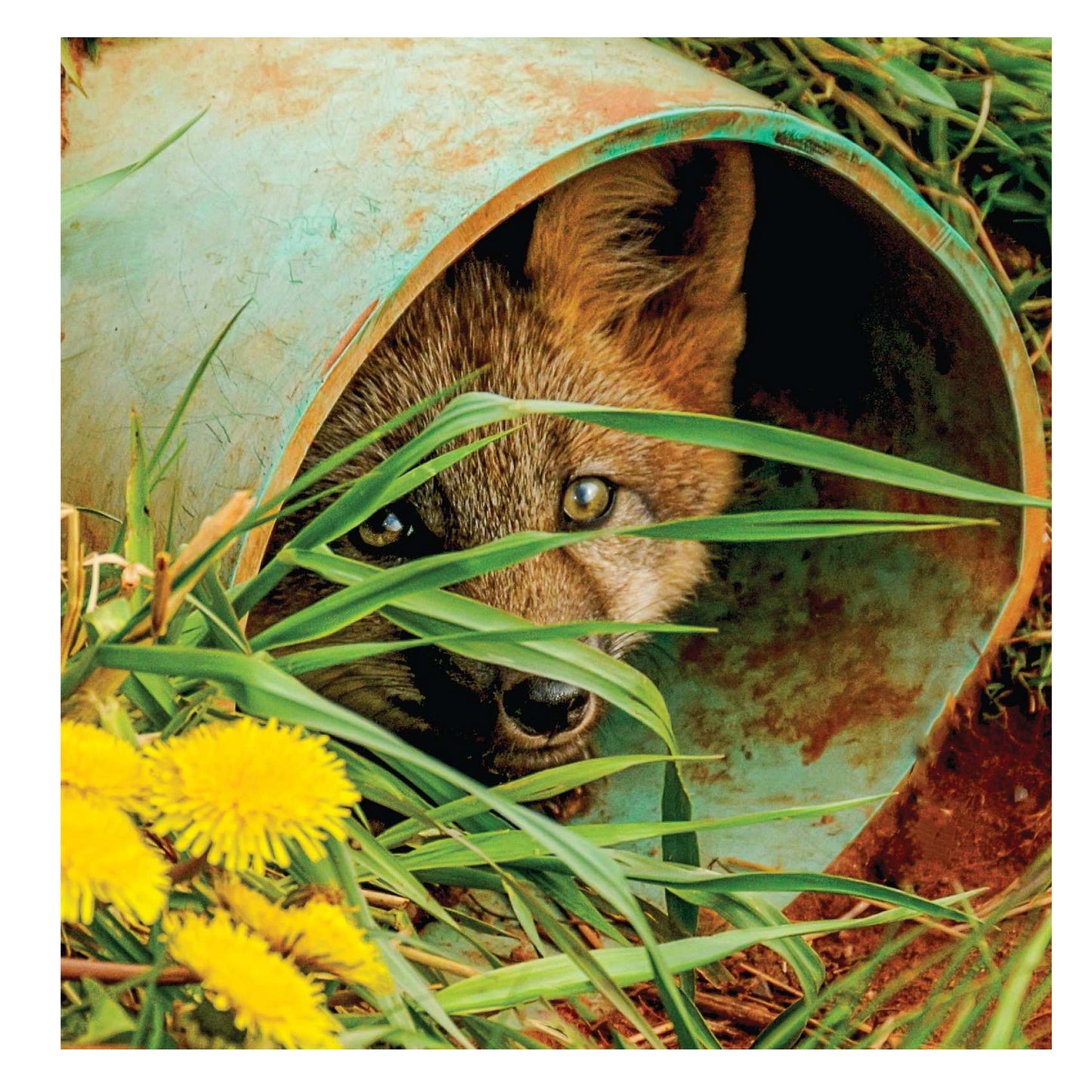 The Red Fox, Prince Edward Island – Bilingual Wildlife Photo Book