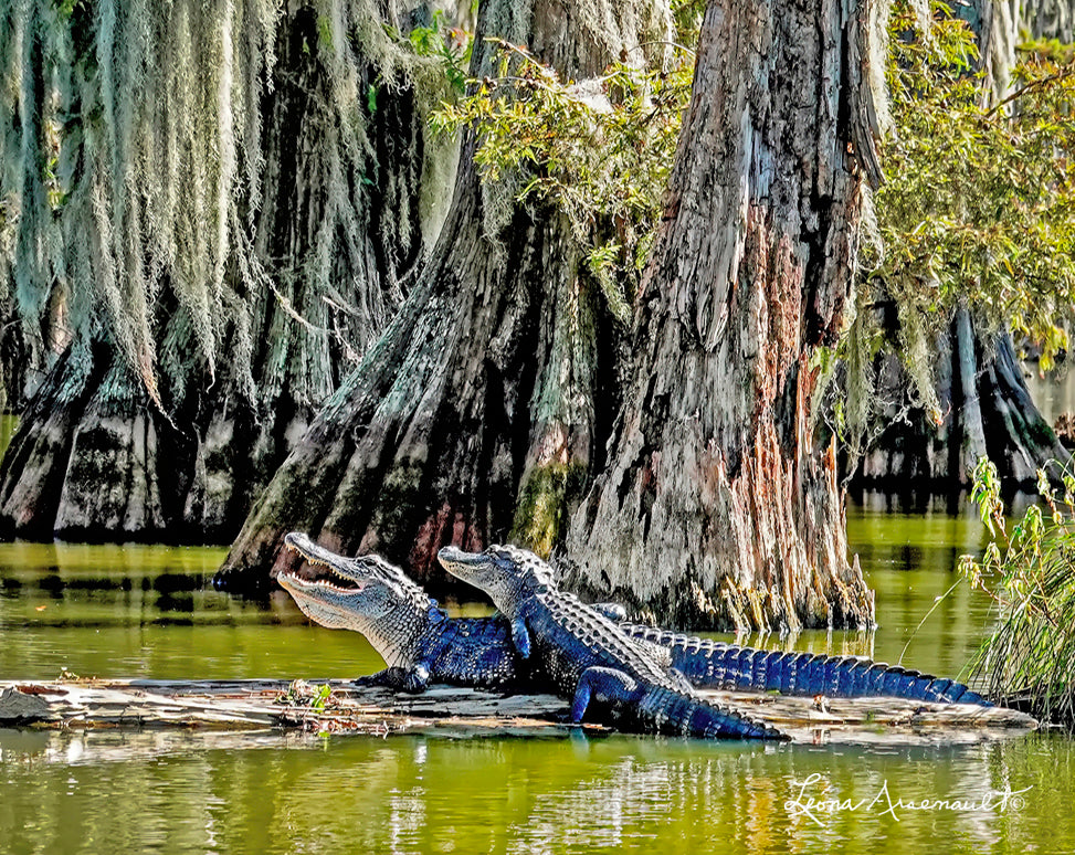 Alligator Basking Pair