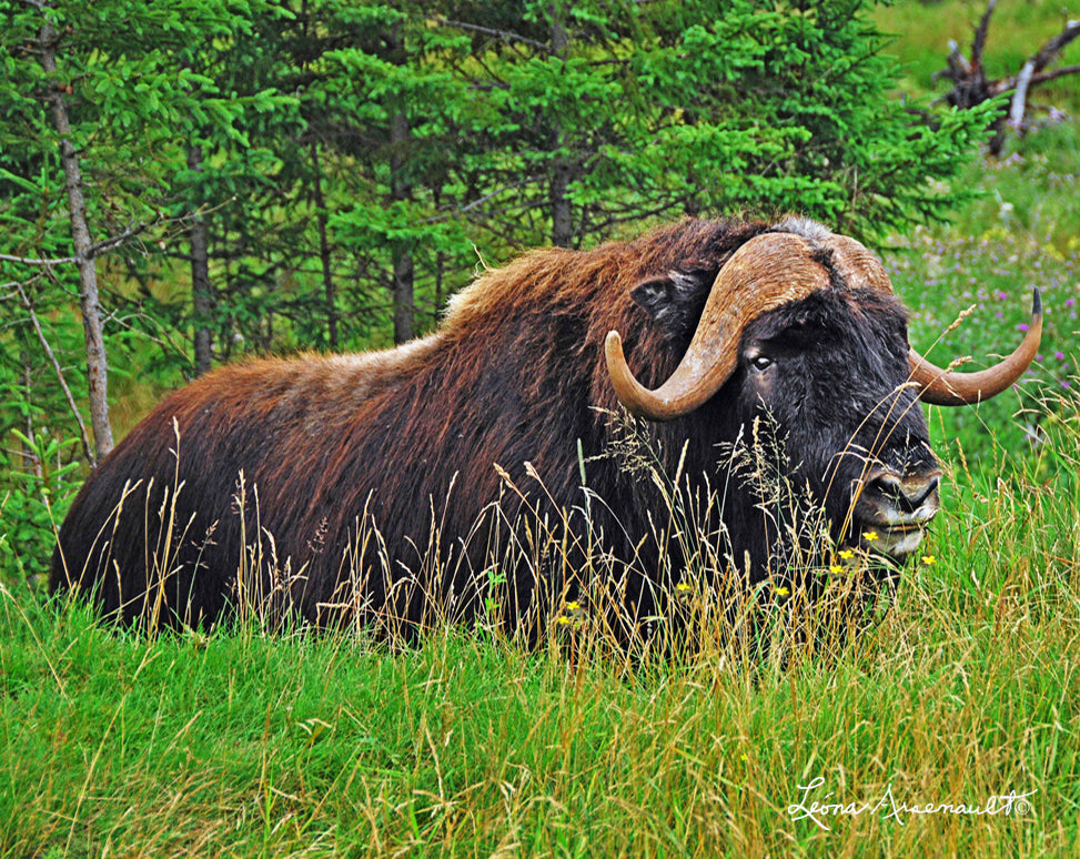 Bison At Rest