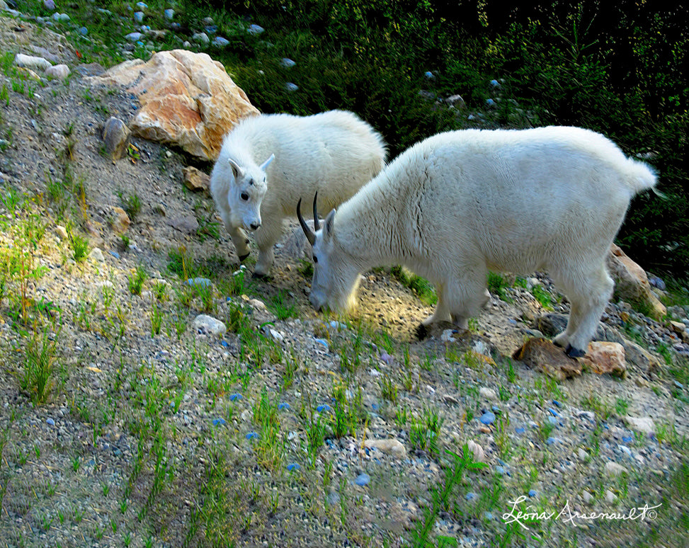 Mountain Goats - Morning Field