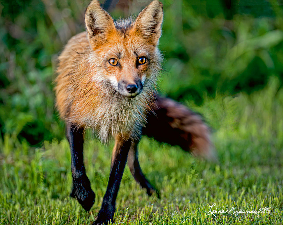 Red Fox - Vixen on the Prowl