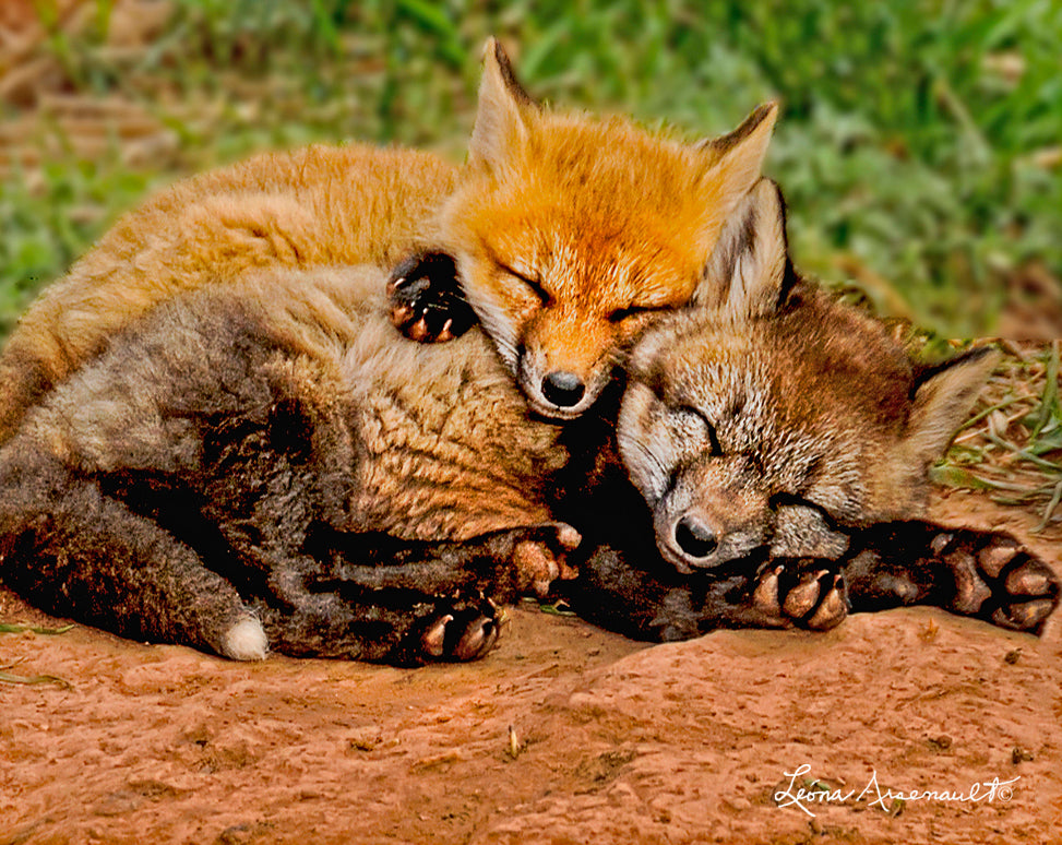 Red Foxes - Kits in a Clump