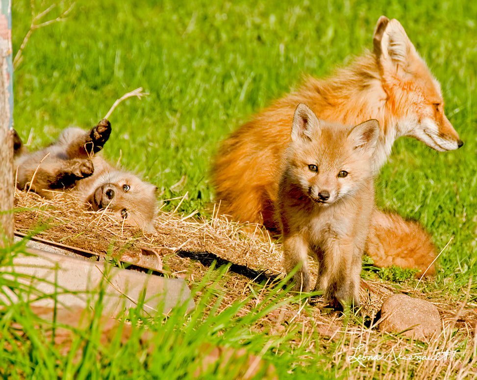 Red Fox - A Relaxing Afternoon