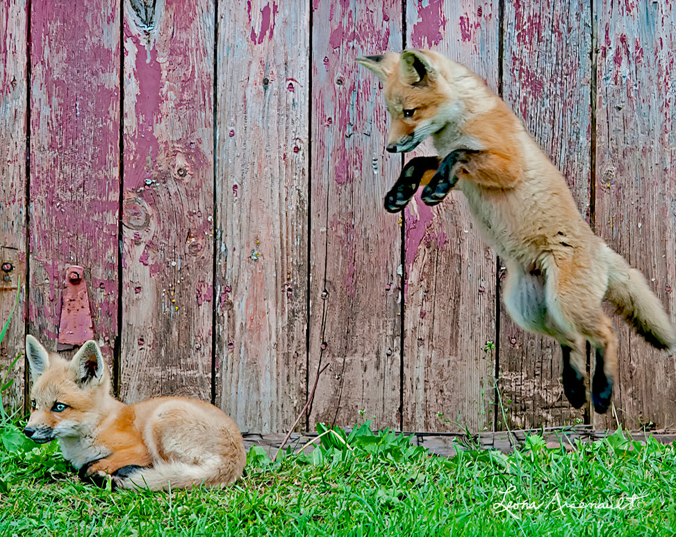 Red Fox - A Playful Kill