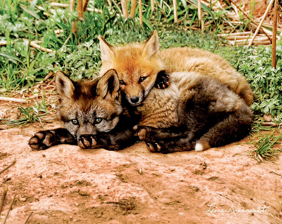 Red Fox - Close Comfort