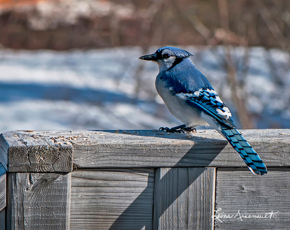 Blue Jay - Observing Her Domain