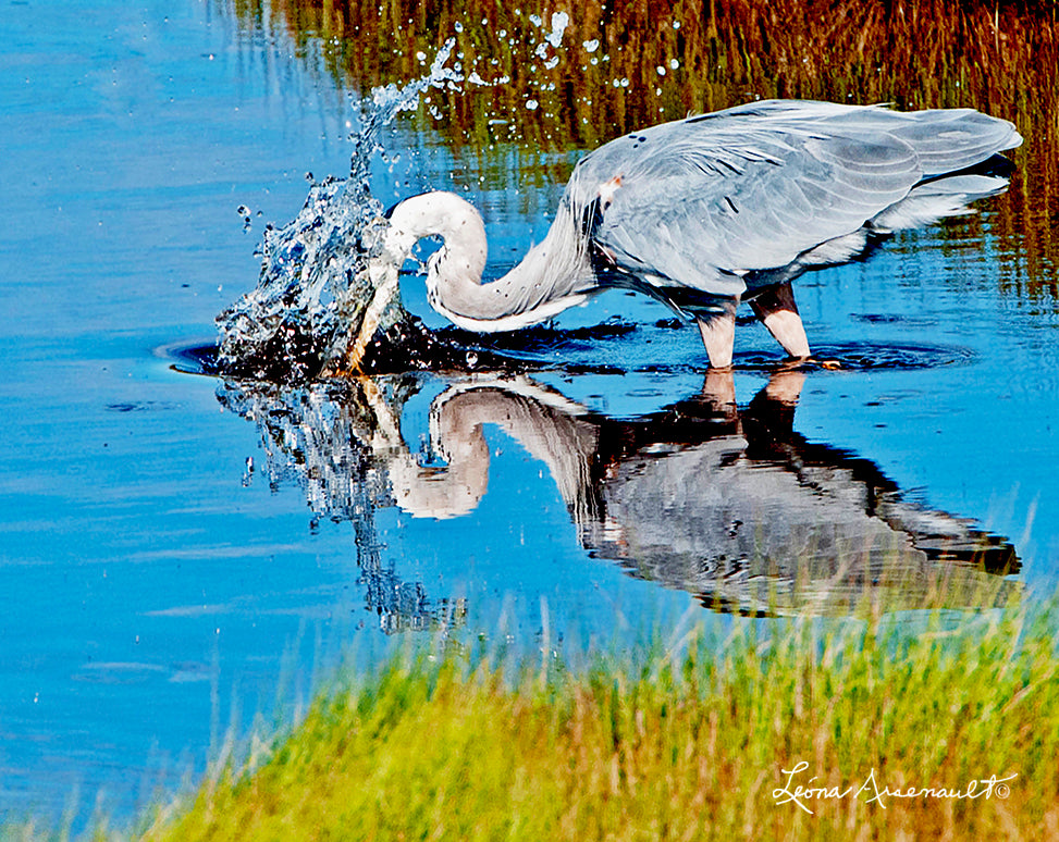 Blue Heron - Moment of the Strike