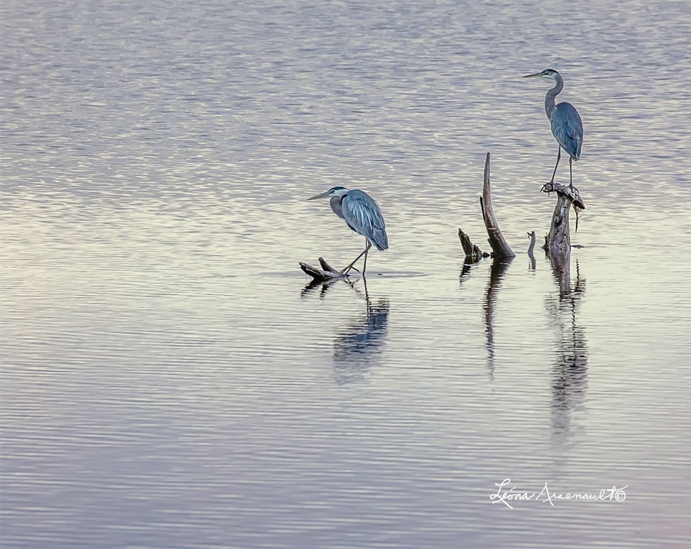Blue Herons - Silent Watch