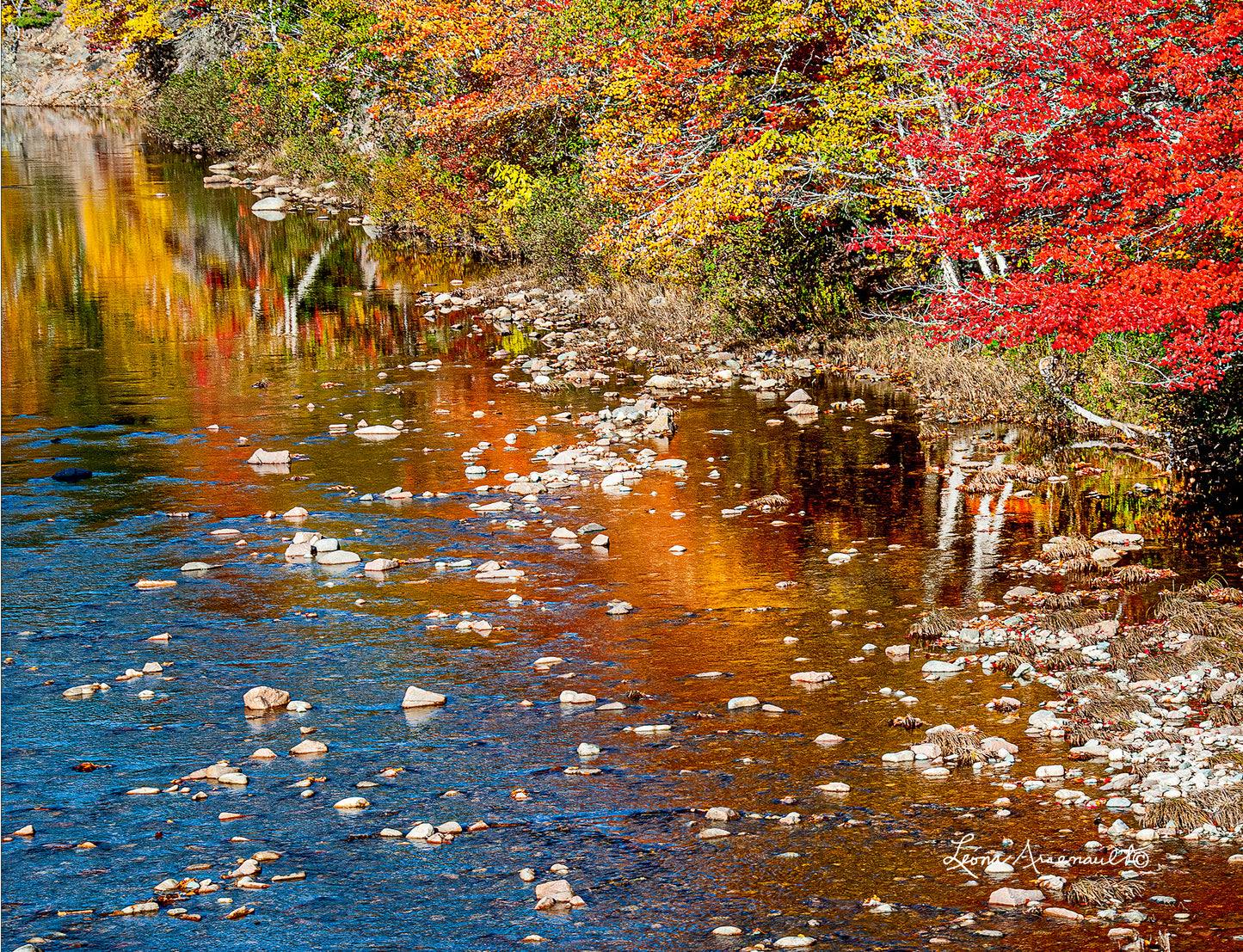 Cape Breton, NS - Fall in the Forest