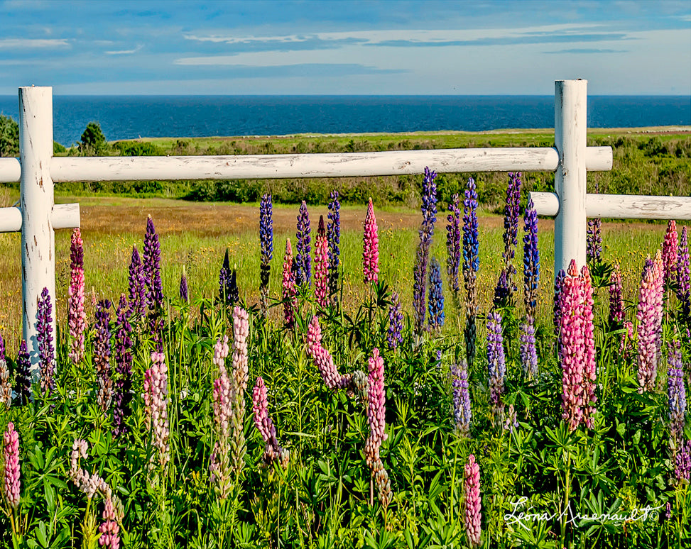 Cape Wolfe, PEI - Lupins Under Fence