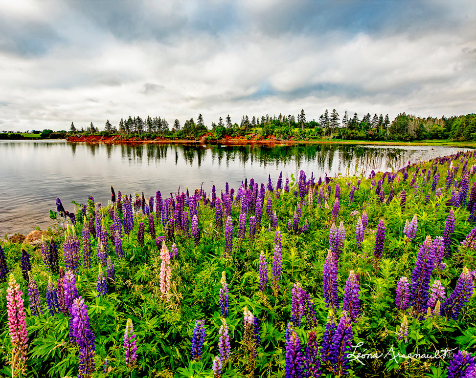 Darnley, PEI - Lupins To The Ocean