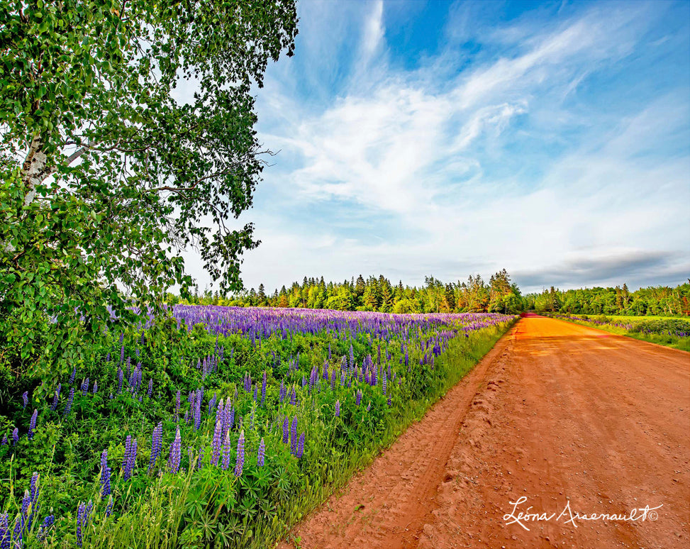 Victoria, PEI - Down The Road