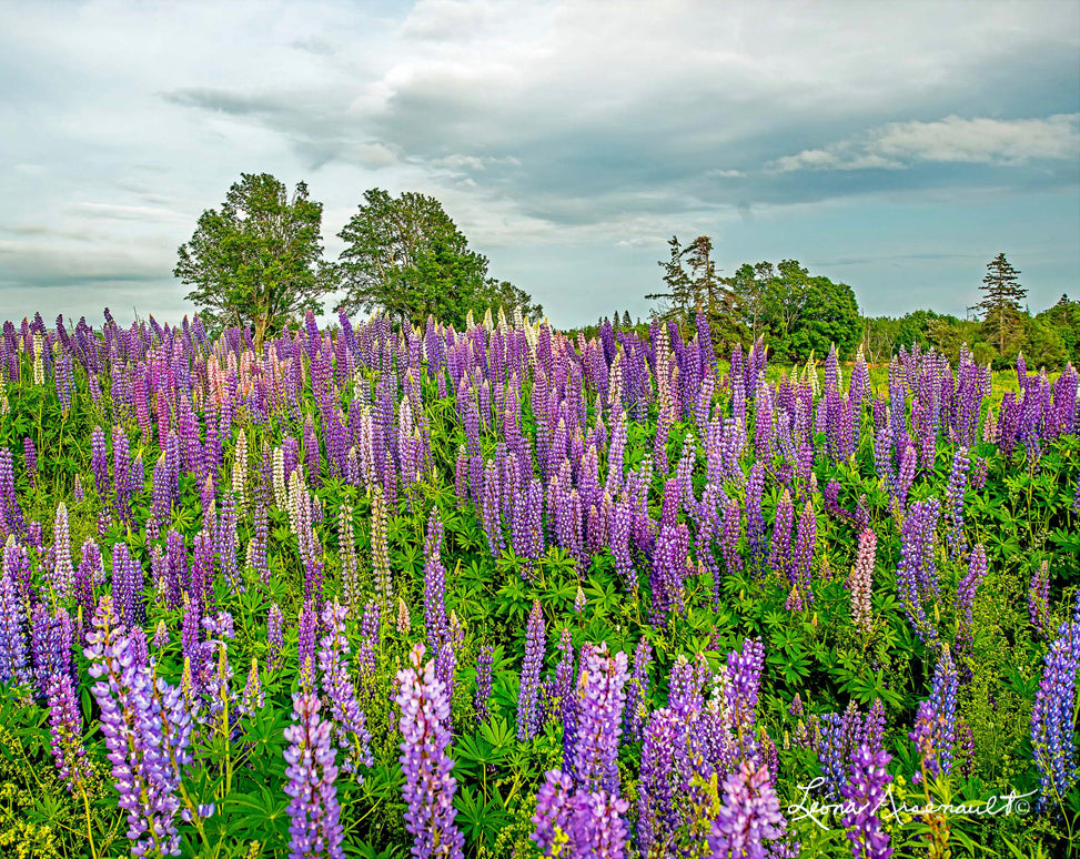 Augustine Cove, PEI - Field of Lupins