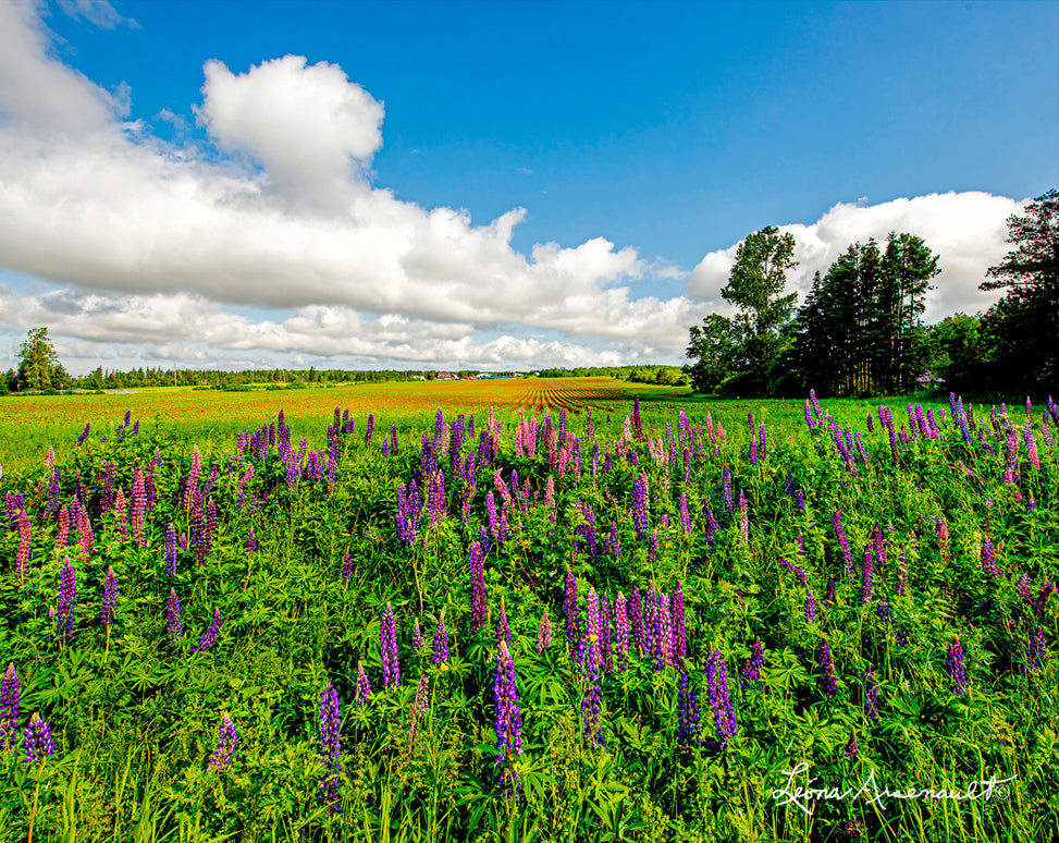 Burlington, PEI - Lupin Field