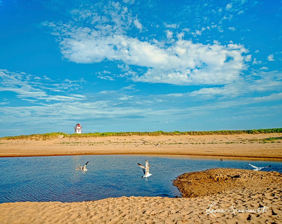 Covehead, PEI - Seagullls Over Water