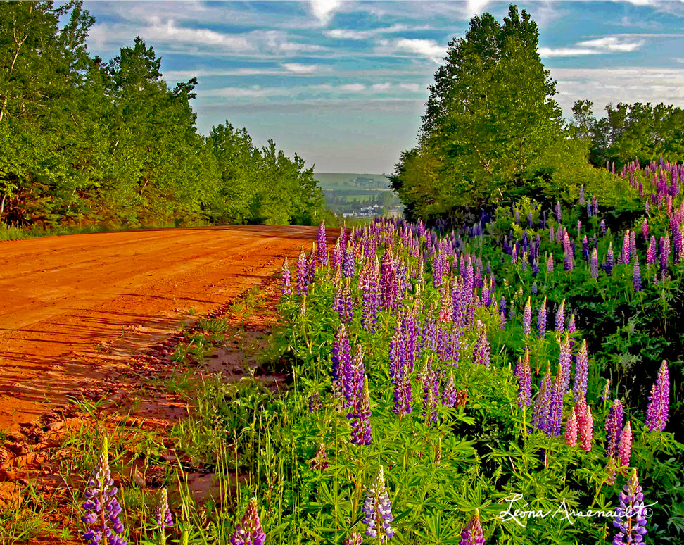 Long River, PEI - Lupins