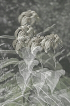 IMPRESSIONISTIC;LENS_CREATION;ABSTRACT;FLOWERS;BLACK_AND_WHITE;VERTICAL