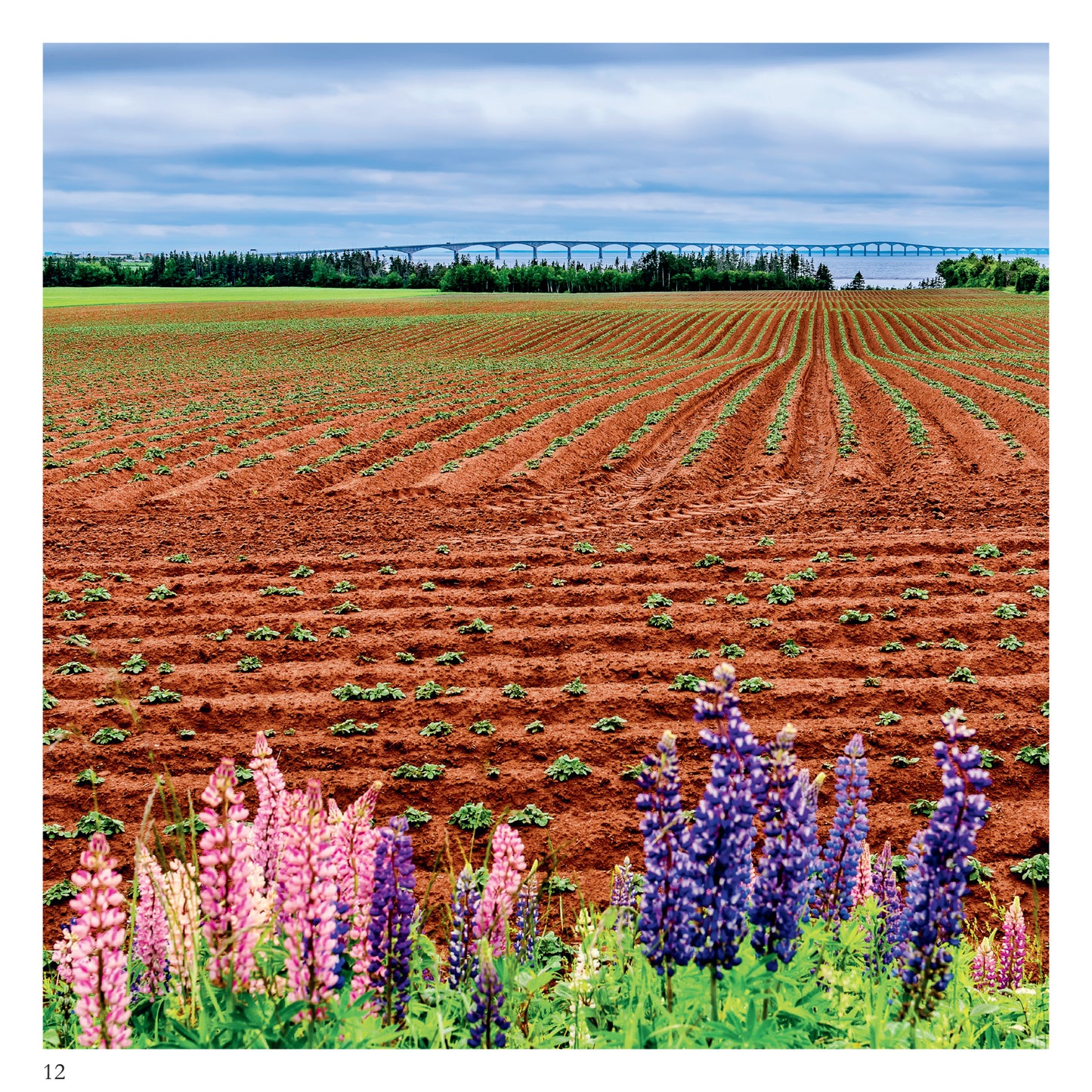 Confederation Bridge / Pont de la Confédération, Prince Edward Island  – Bilingual Photo Book