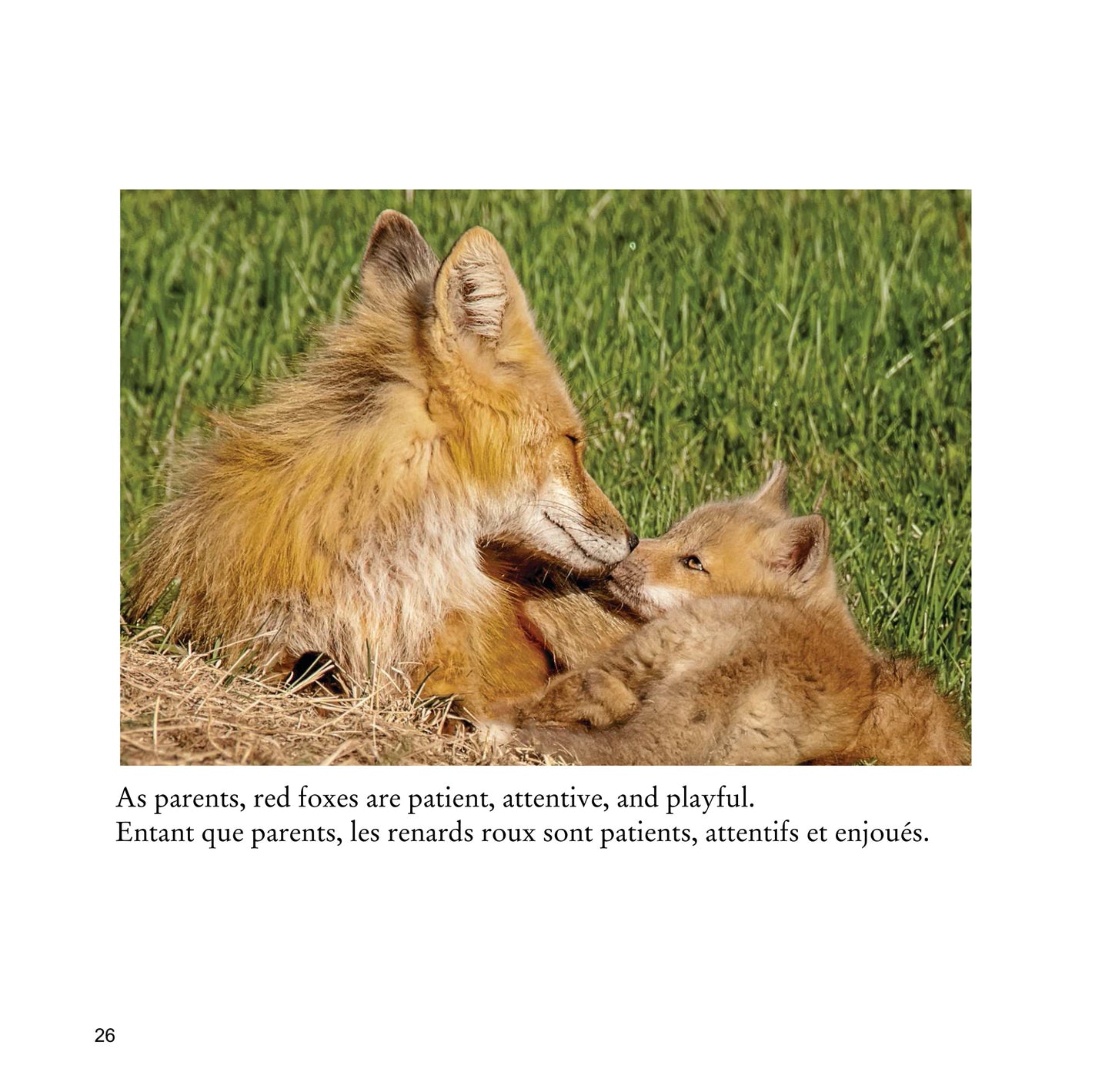 The Red Fox, Prince Edward Island – Bilingual Wildlife Photo Book