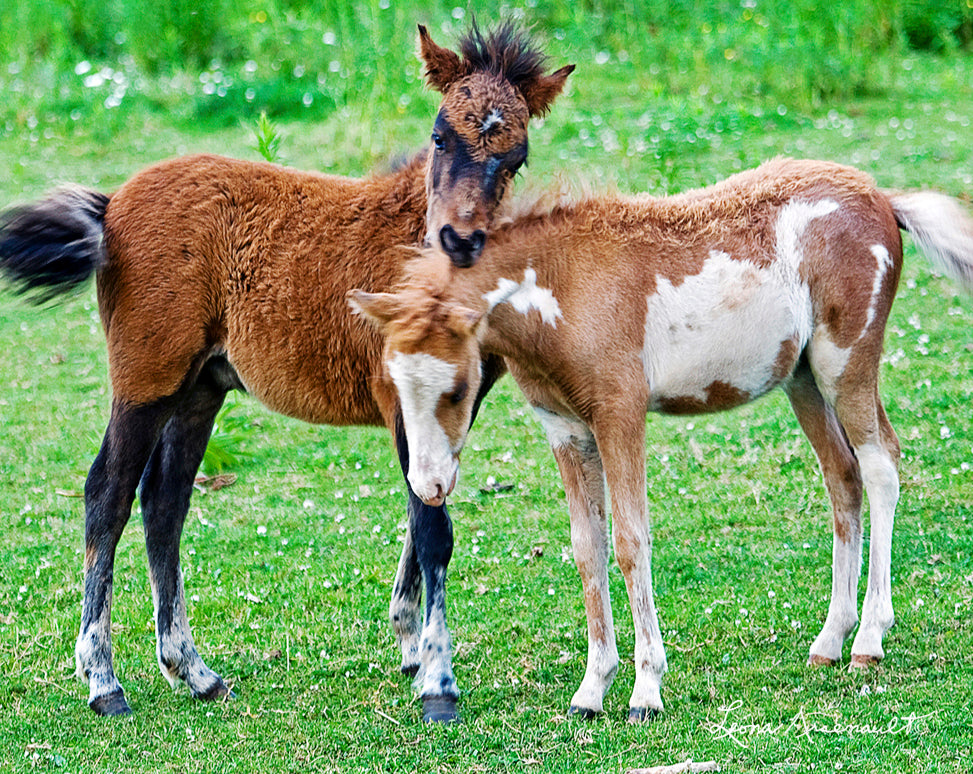 Miniature Horses at Play