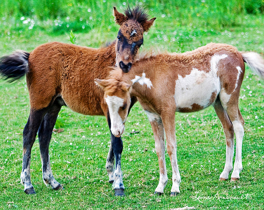 Miniature Horses at Play