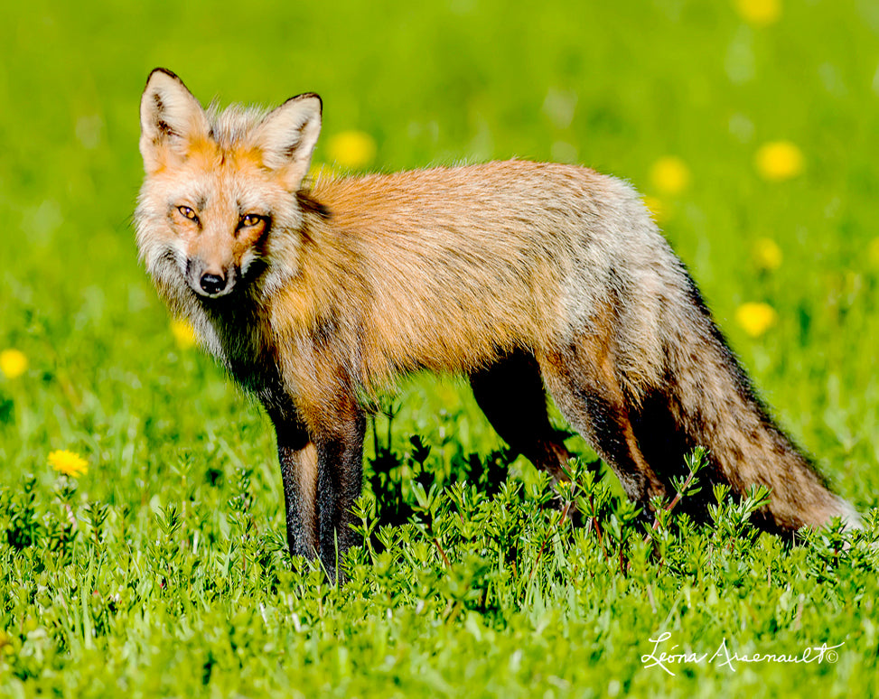 Red Fox - Sunshine Fox