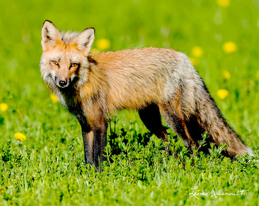 Red Fox - Sunshine Fox