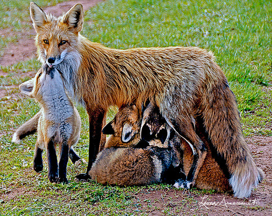 Red Foxes - Vixen and Kits