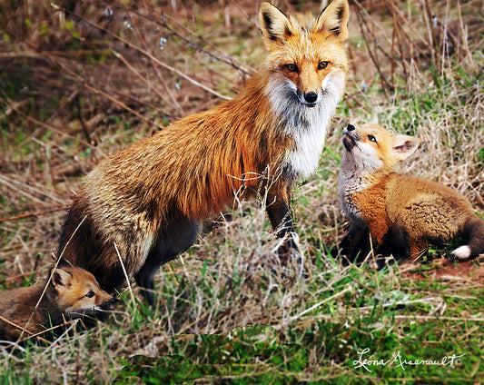 Red Fox - Vixen and Kit