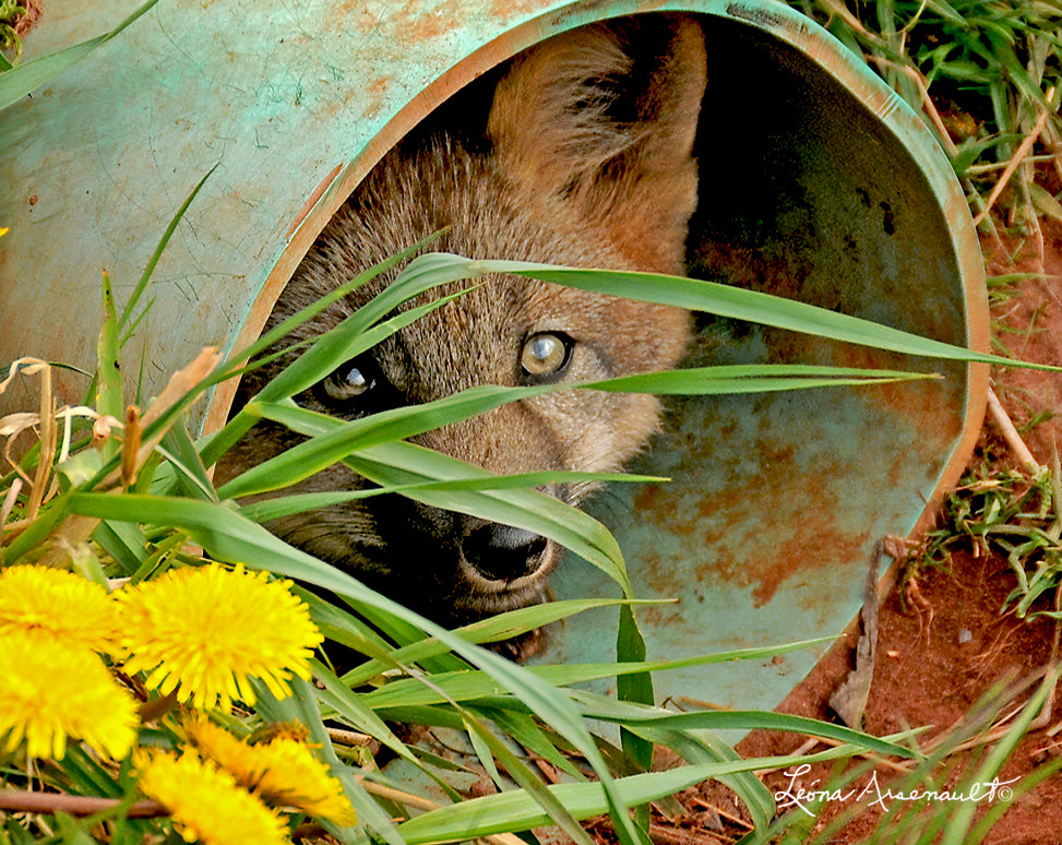 Red Fox - In Hiding