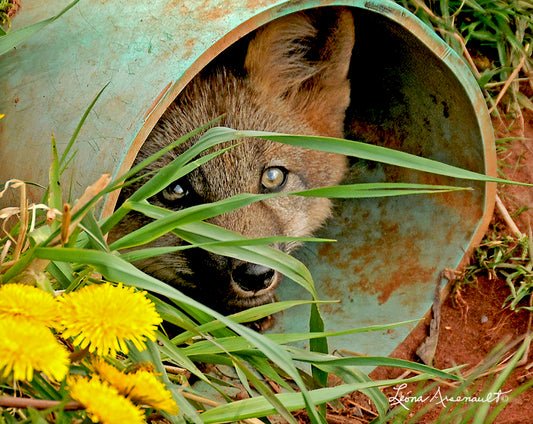 Red Fox - In Hiding