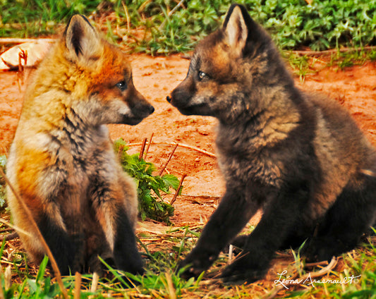 Red Fox - Soul-Searching Siblings