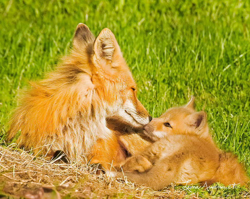 Red Fox - A Moment of Closeness