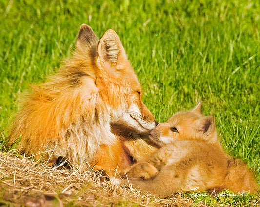 Red Fox - A Moment of Closeness
