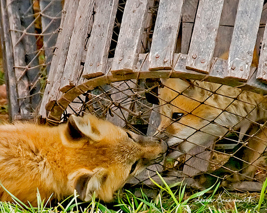 Red Fox - Lobster Trap Trappped