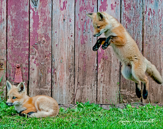 Red Fox - A Playful Kill
