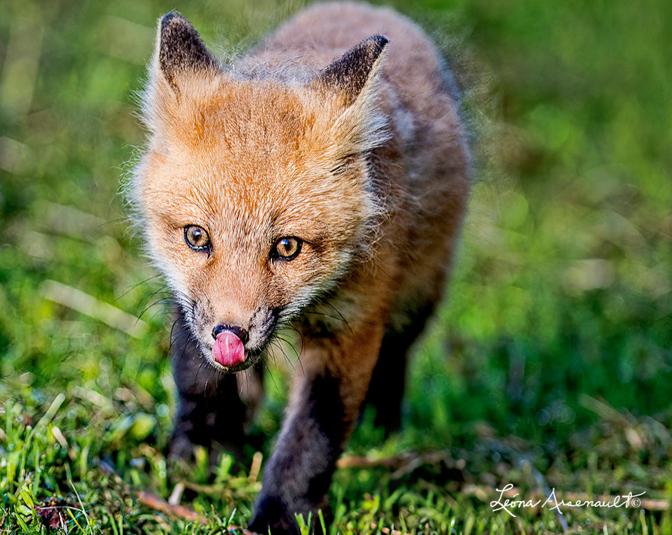 Red Fox -  Can Taste it Already