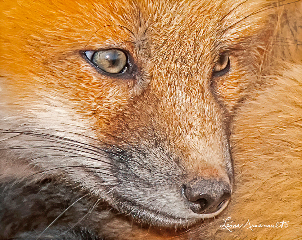 Red Fox - A Facefull of Fox