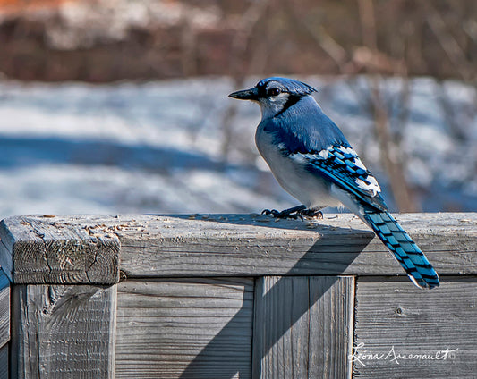 Blue Jay - Observing Her Domain