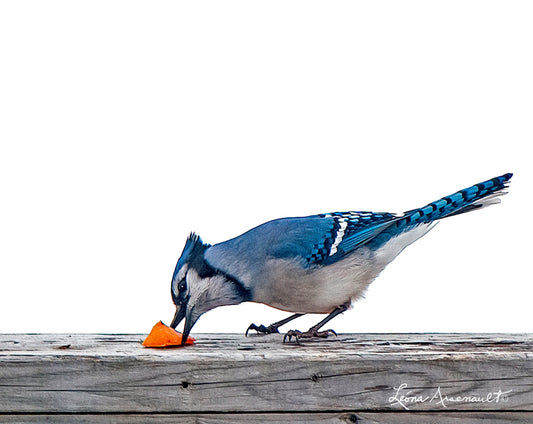 Blue Jay - Treat, No Trick
