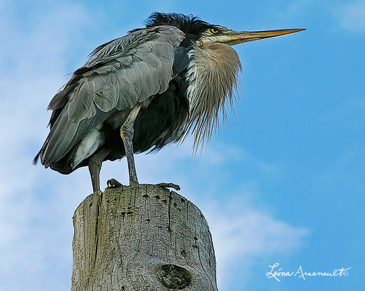 Blue Heron - Surveying