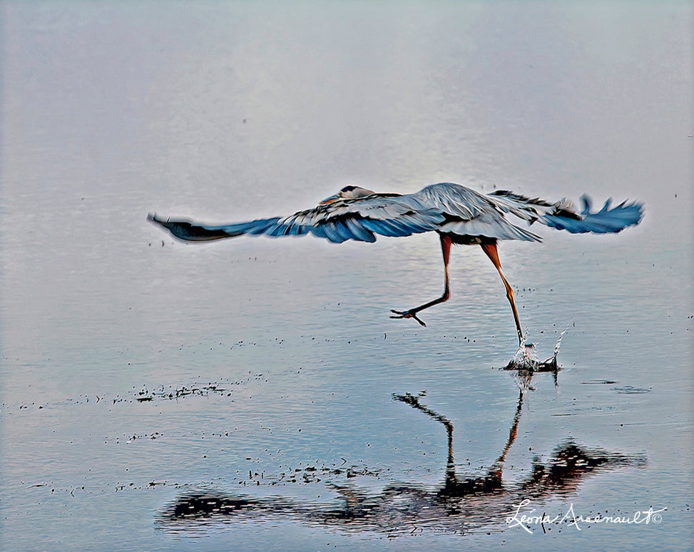 Blue Heron on a Lunch Hunt
