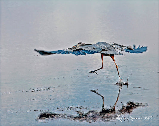 Blue Heron on a Lunch Hunt