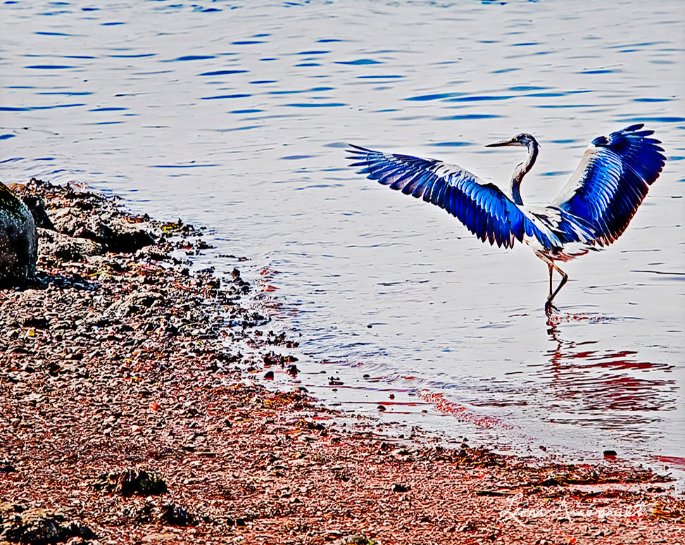 Blue Heron in Motion