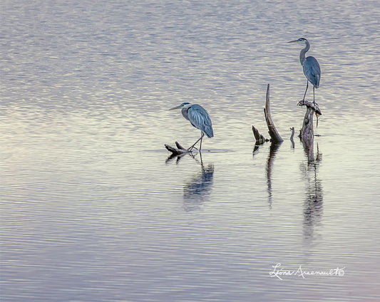 Blue Herons - Silent Watch