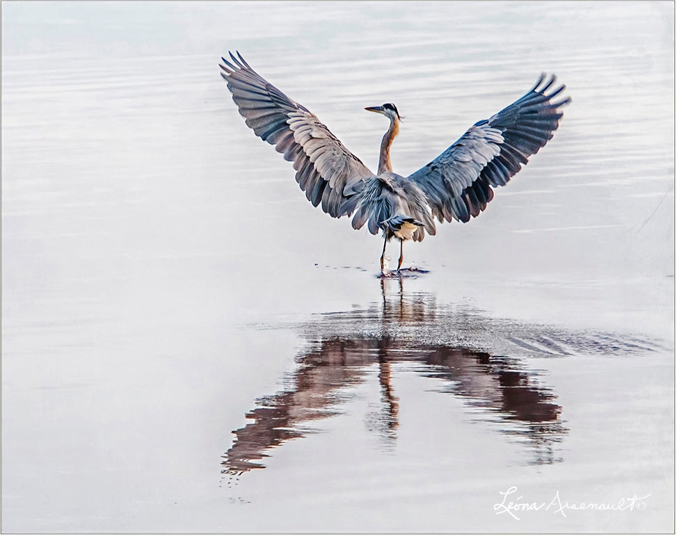 Blue Heron Stretching