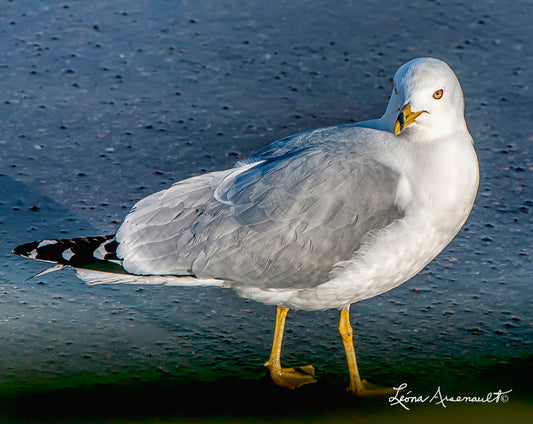Seagull - Photographer Curiosity