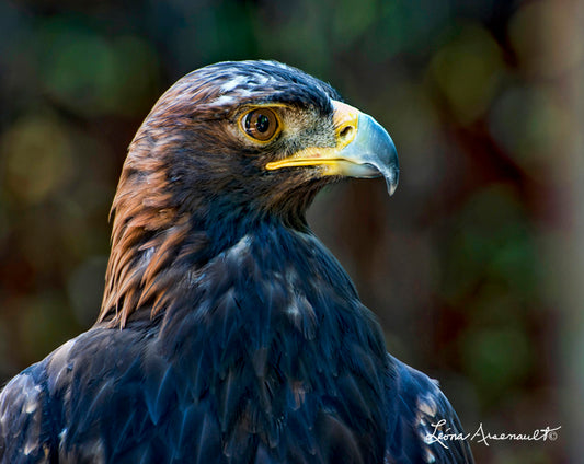 Bald Eagle - Looking Sharp