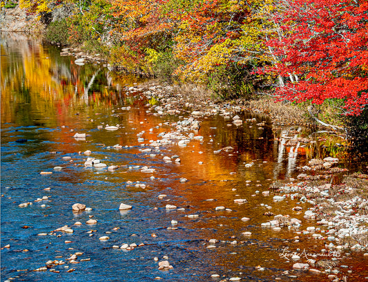 Cape Breton, NS - Fall in the Forest