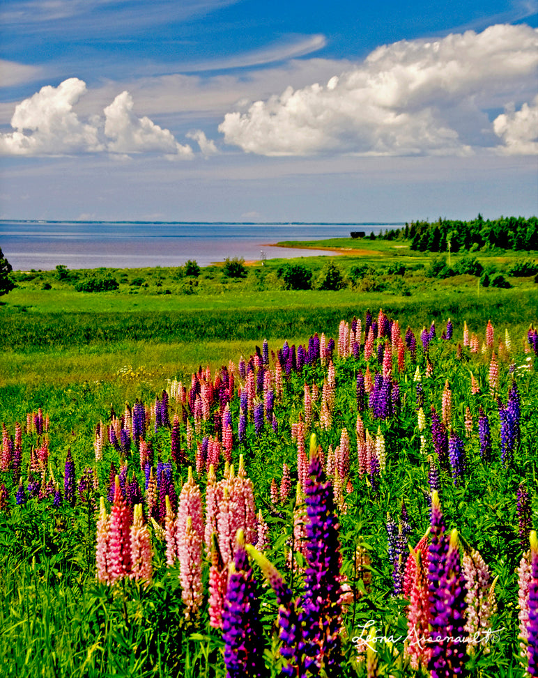 Abram-Village, PEI - Lupins in Full Bloom